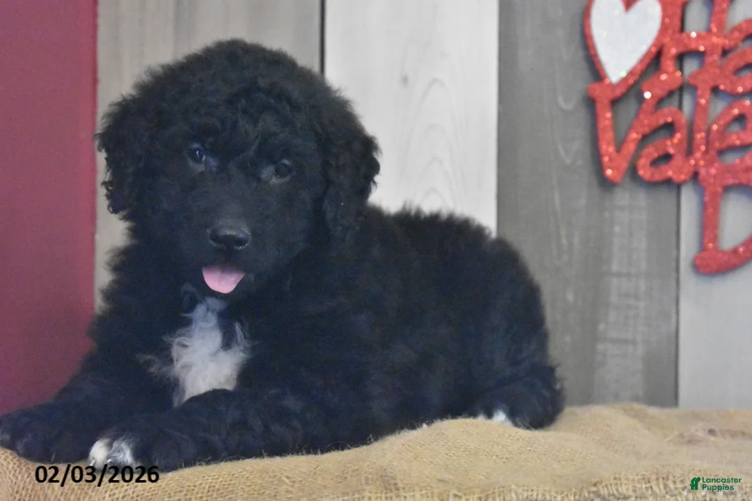 Goldendoodle dogs for sale: Jase - Ad 1
