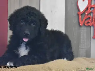 Goldendoodle dogs Jase - Ad 10