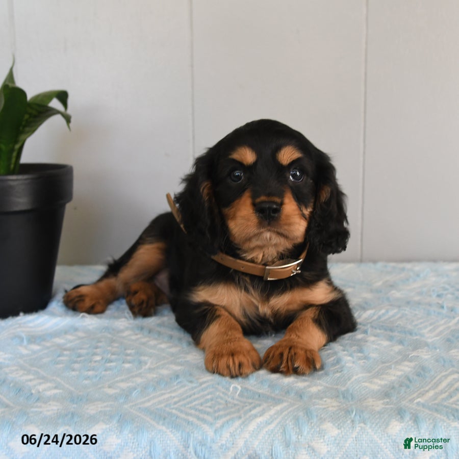Cavalier King Charles Spaniel dogs Sunray - Ad 1