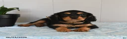 Cavalier King Charles Spaniel dogs for sale: Sunray - Ad 1