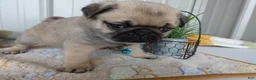 Pug dogs for sale: Pug Puppy 4 Petunia - Ad 3