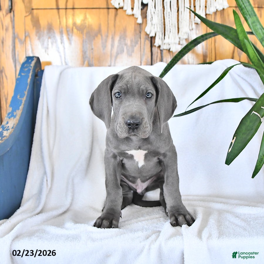 Great Dane dogs Clifford - Ad 1