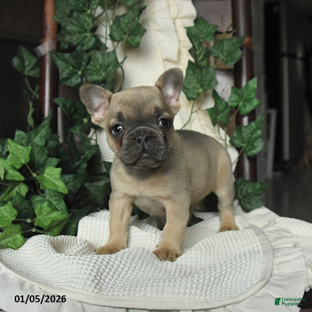 French Bulldog dogs for sale: Maxwell - Ad 2