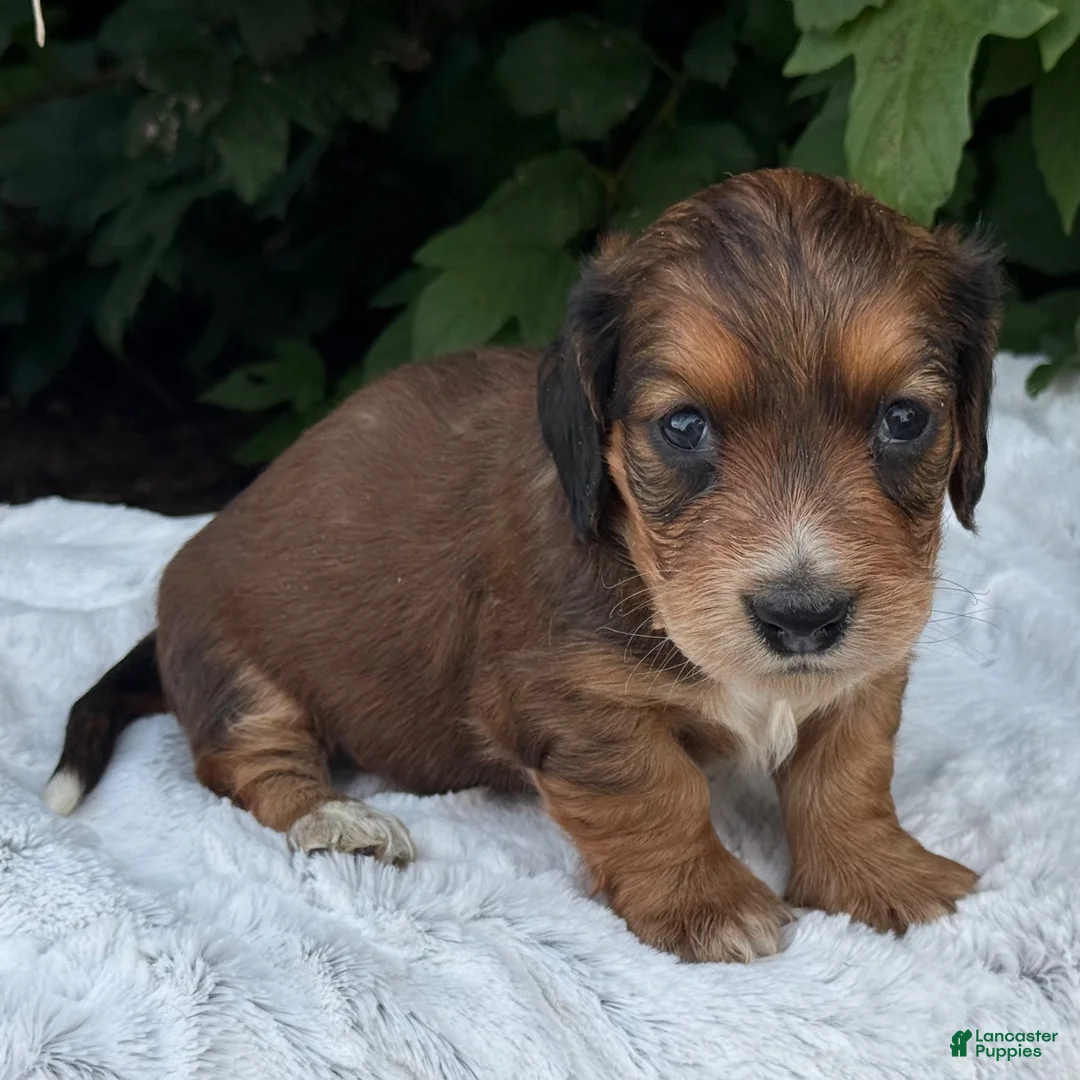 Miniature Dachshund dogs for sale: Nash - Ad 2