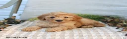 Mini Goldendoodle dogs for sale: Marvin - Ad 2