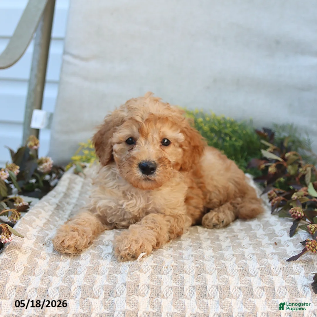 Mini Goldendoodle dogs for sale: Marvin - Ad 2