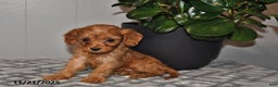 Cavapoo dogs for sale: Daisy - Ad 1