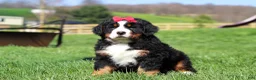 Bernese Mountain Dog dogs for sale: Florence - Ad 4