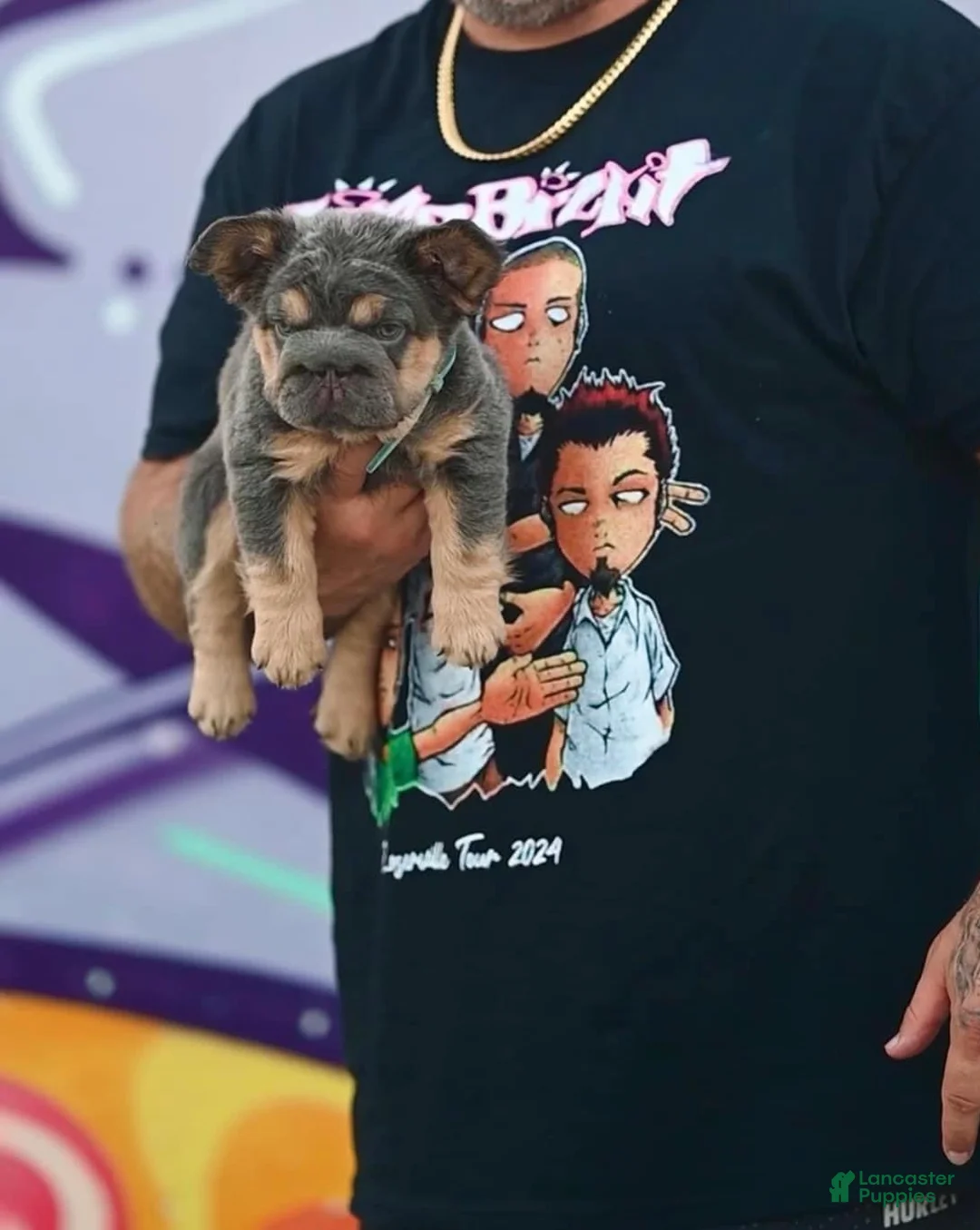 French Bulldog dogs for sale: Zena Lilac Tan Big Rope Fluffy French Bulldog Puppy - Ad 2