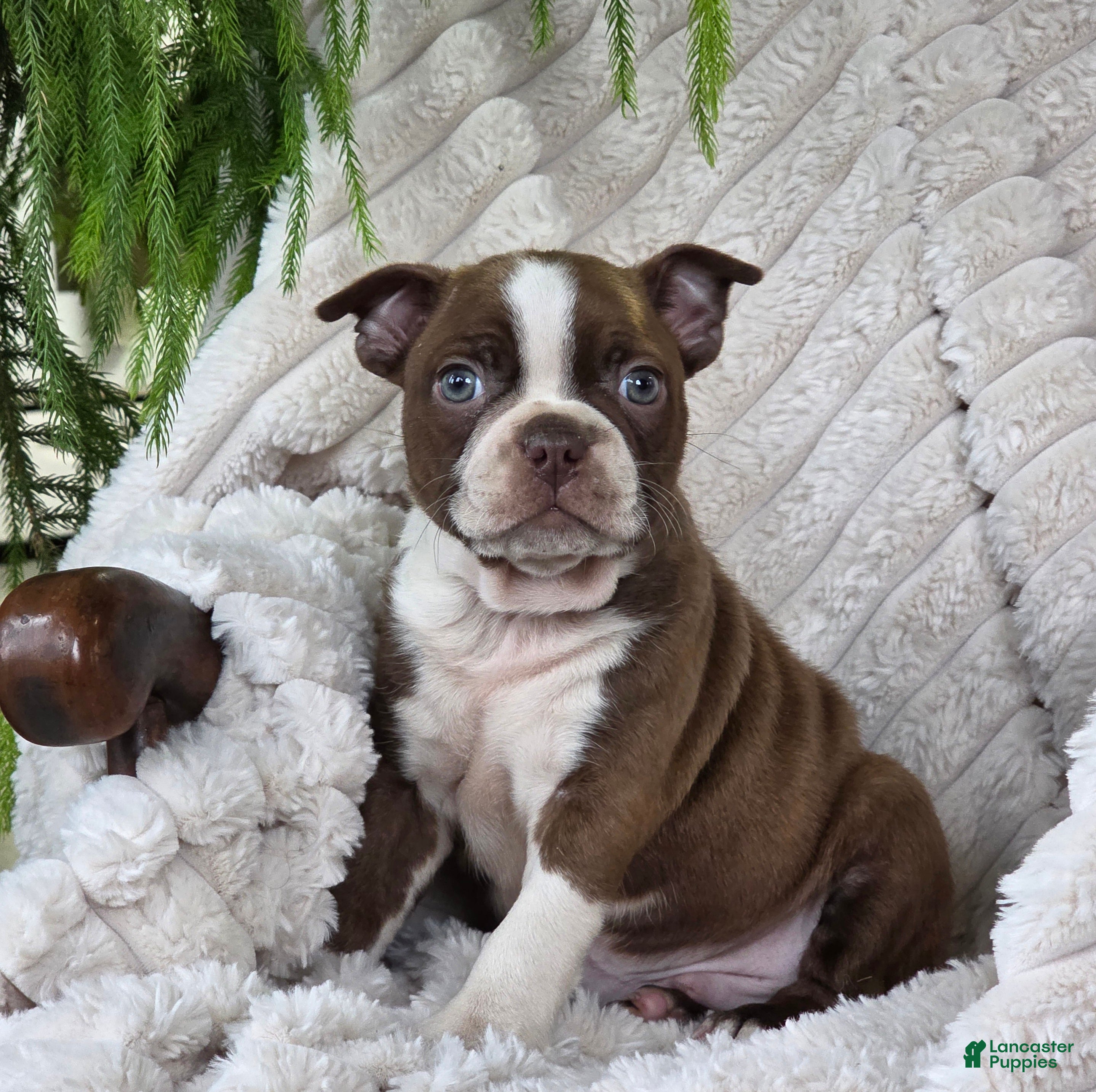 Boston Terrier dogs Kerrick - Ad 29