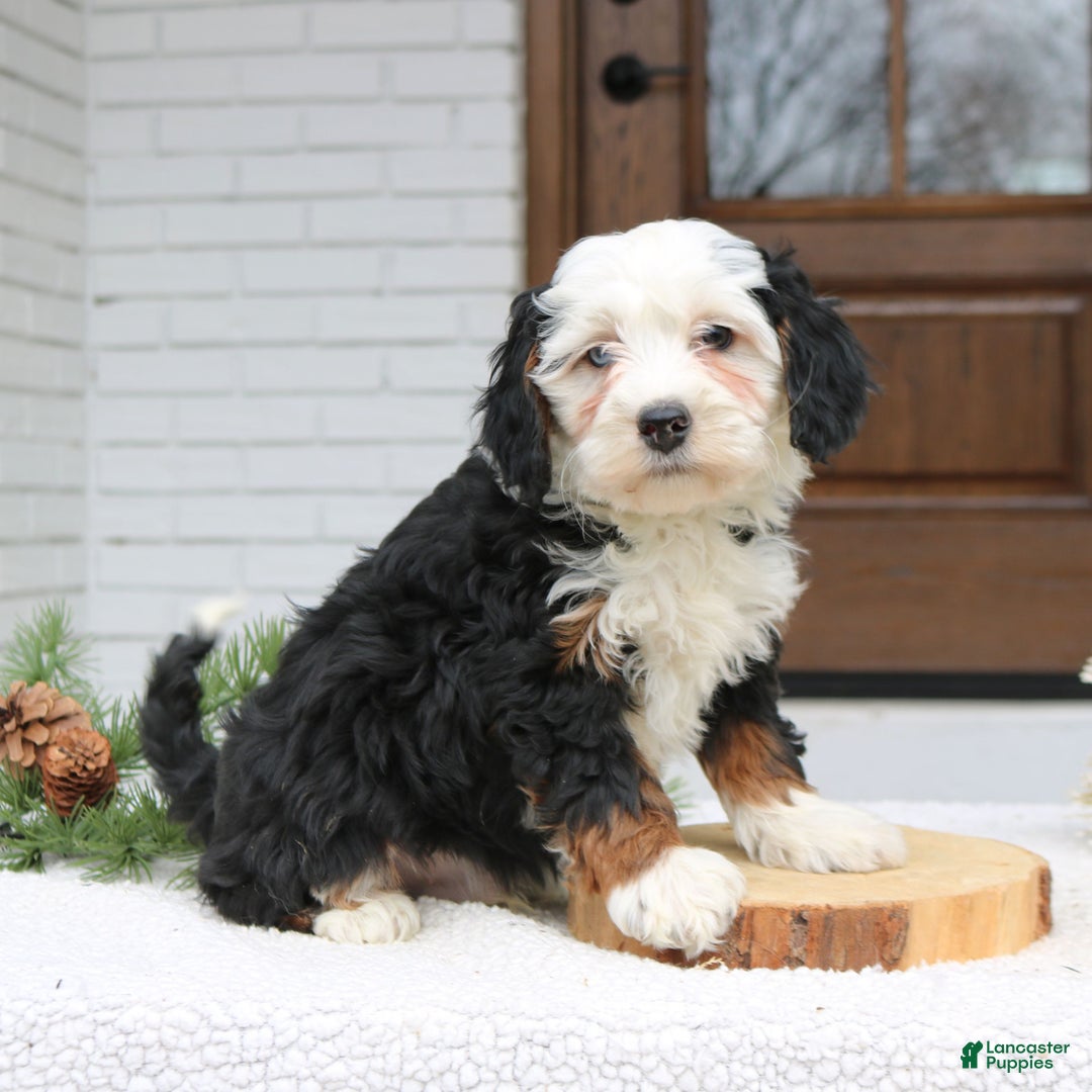 Mini Bernedoodle dogs for sale: Riker  - Ad 1