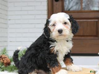 Mini Bernedoodle dogs Riker - Ad 40