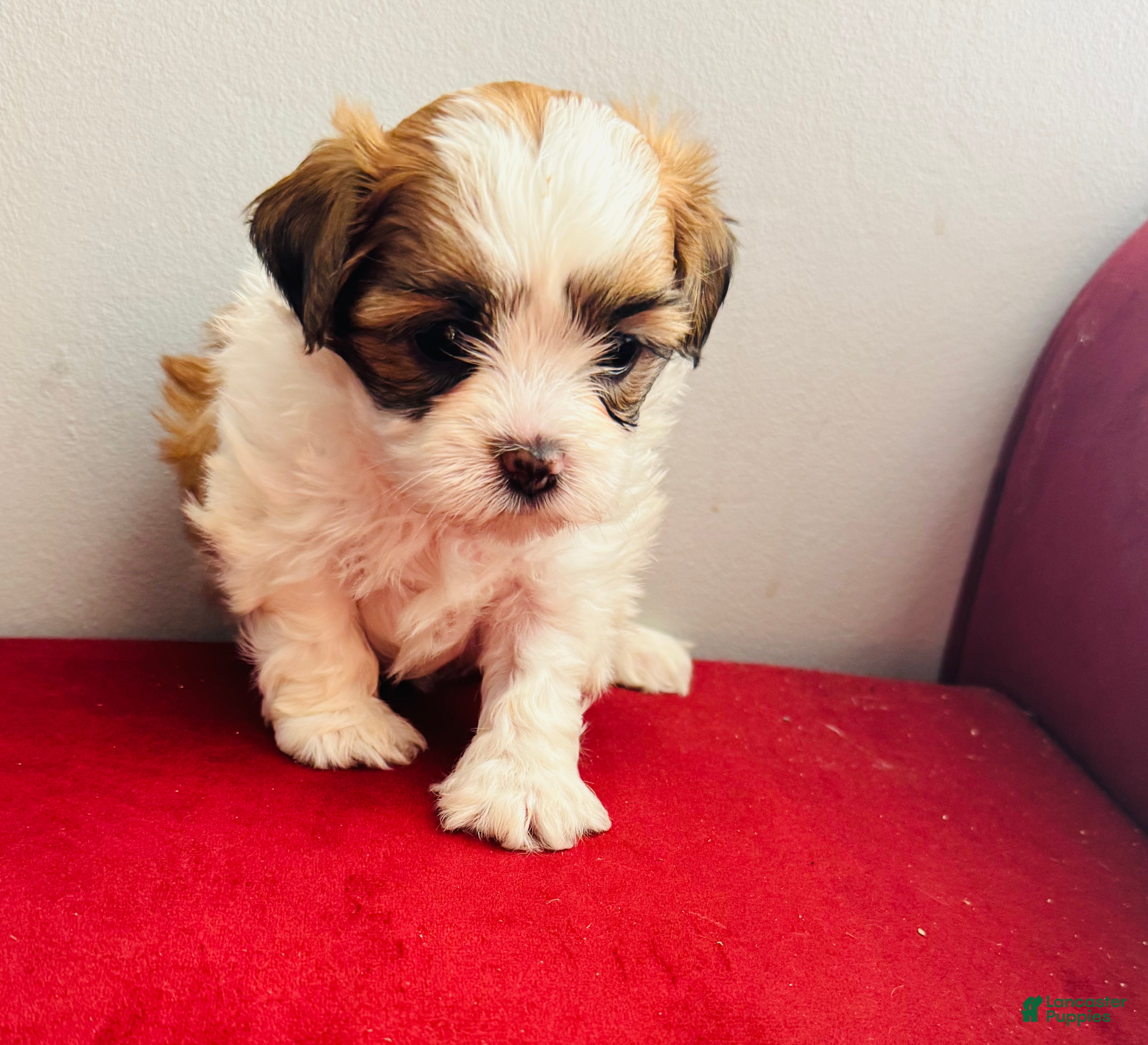 Shihpoo dogs Viki Victoria  - Ad 8