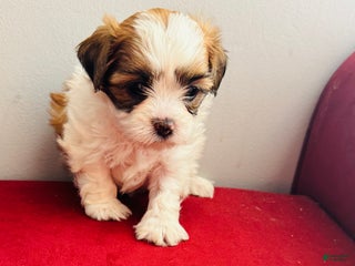 Shihpoo dogs Viki Victoria - Ad 10