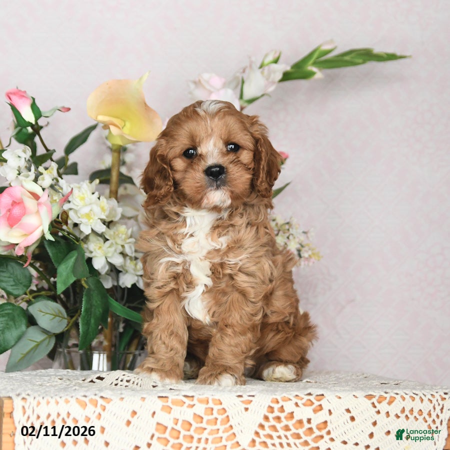 Cavapoo dogs Ivan - Ad 36