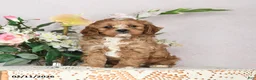 Cavapoo dogs for sale: Ivan - Ad 7