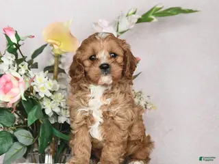 Cavapoo dogs Ivan - Ad 36