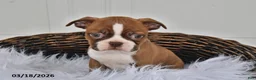 Boston Terrier dogs for sale: Jewel - Ad 3