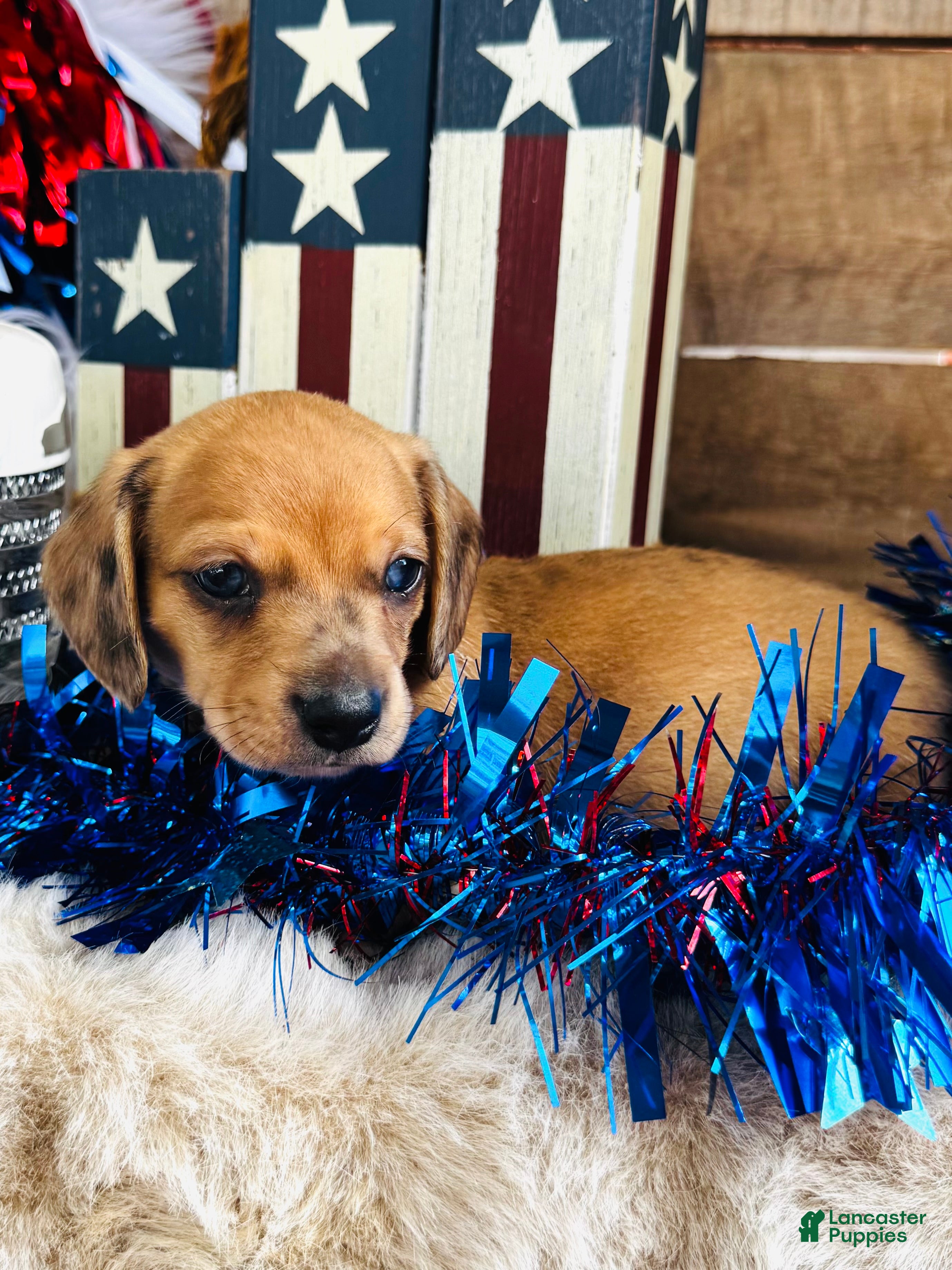 Miniature Dachshund dogs Jack Daniels - Ad 1