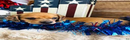 Miniature Dachshund dogs for sale: Jack Daniels - Ad 1