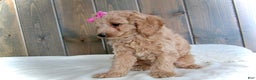 Mini Goldendoodle dogs for sale: Mindy - Ad 11