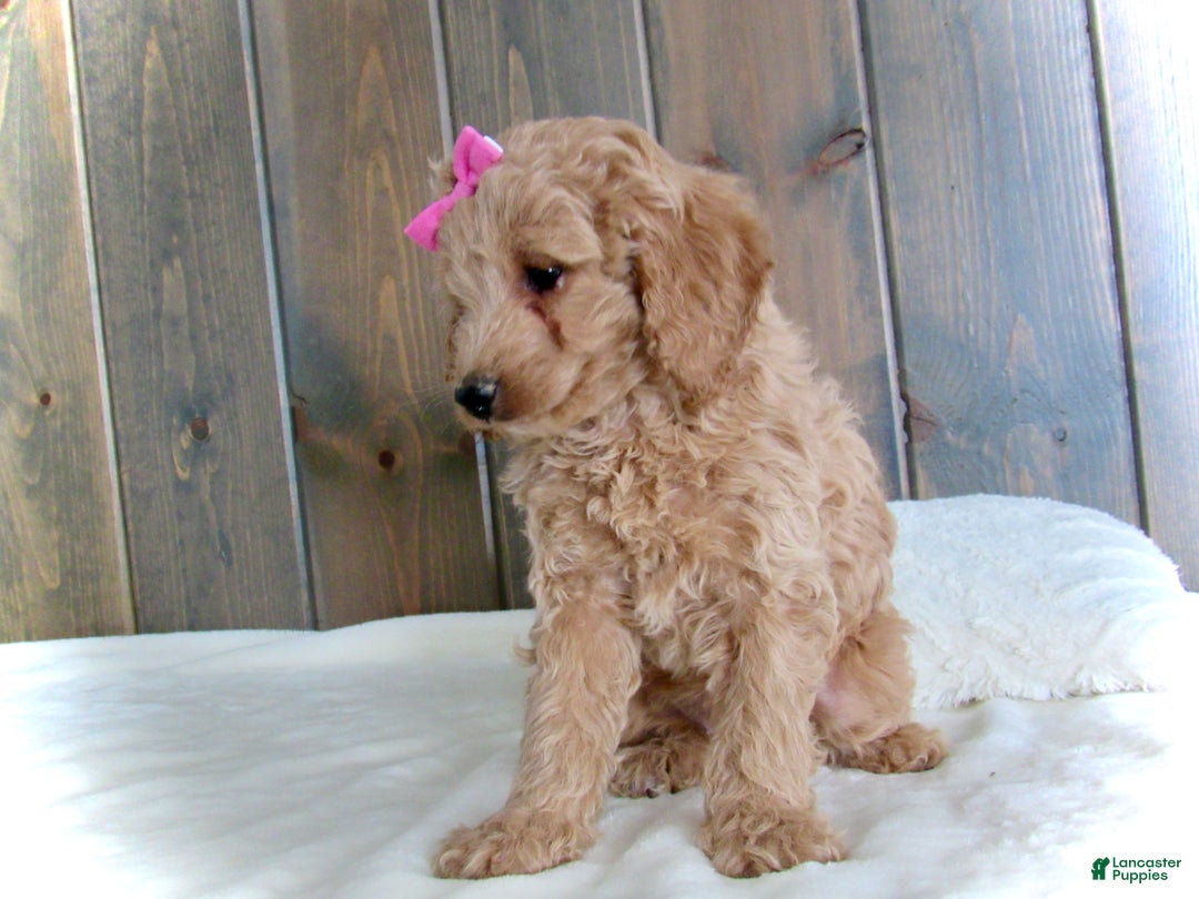 Mini Goldendoodle dogs for sale: Mindy - Ad 11