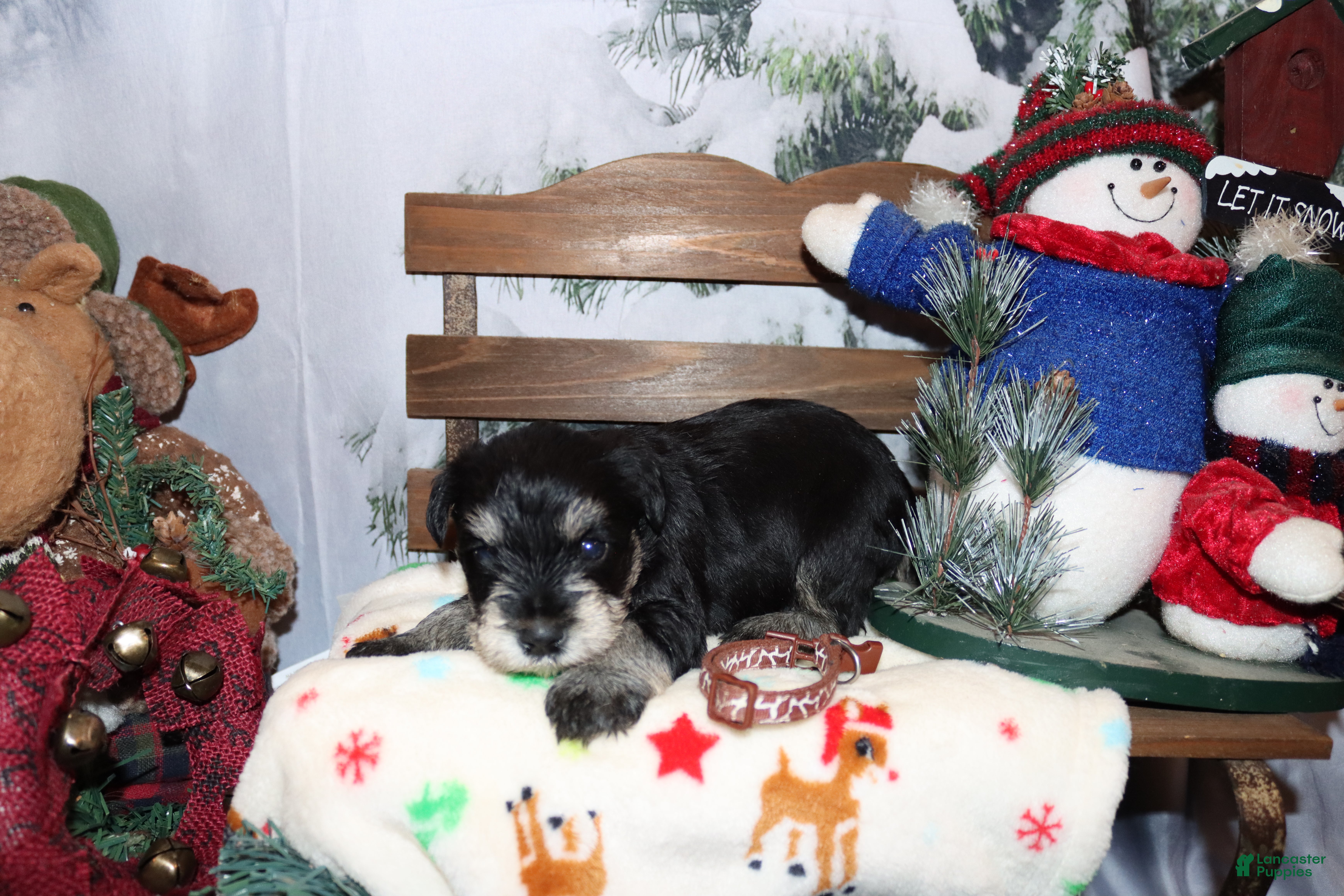 Miniature Schnauzer dogs spencer - Ad 31