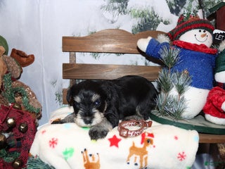 Miniature Schnauzer dogs spencer - Ad 31