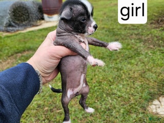 Mixed Breed dogs Puppy 9 - Ad 9