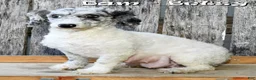 Havapoo dogs for sale: Bella - Ad 10