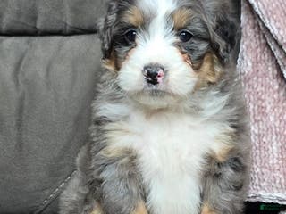 Mini Bernedoodle dogs Mini Archie - Ad 36