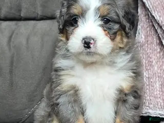 Mini Bernedoodle dogs Mini Archie - Ad 40