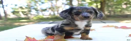 Miniature Dachshund dogs for sale: Sonny - Ad 3