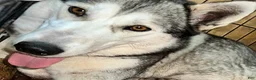 Siberian Husky dogs for sale: Echo our little chatterbox  - Ad 7