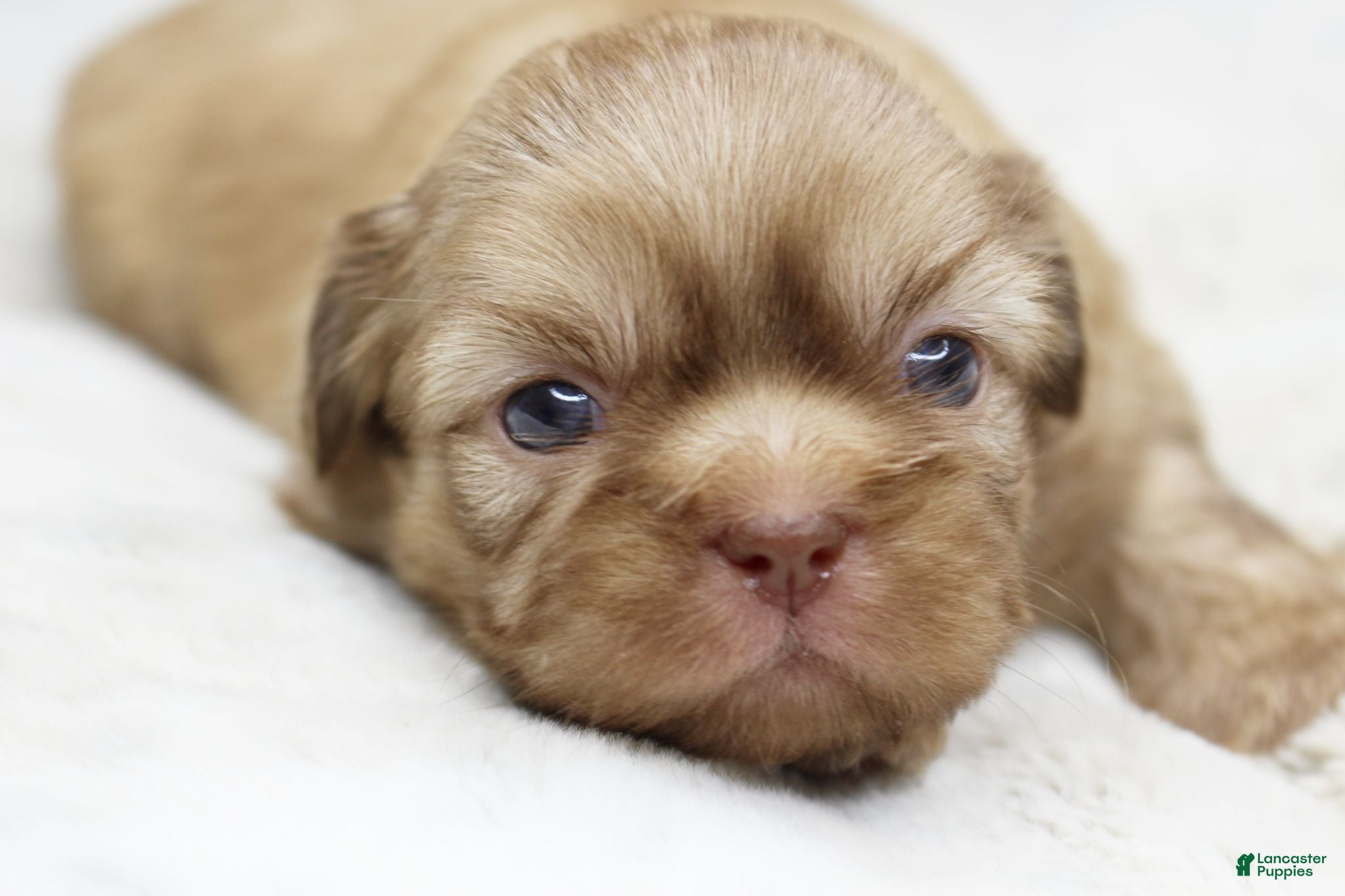 Shih Tzu dogs Maggie - Ad 15