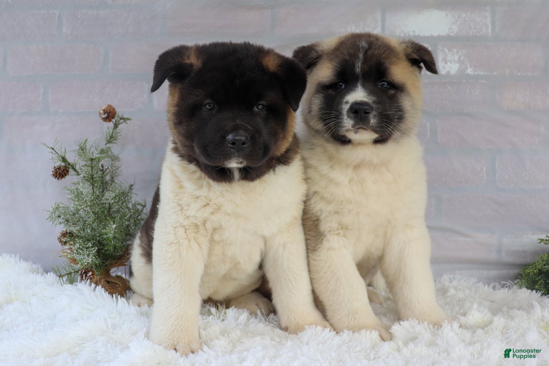 Akita dogs for sale: Trevor - Ad 49