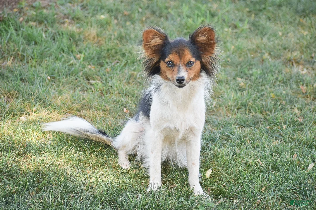 Papillon dogs for sale: Frank - Ad 5