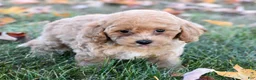 Bichpoo dogs for sale: Catelyn - Ad 5