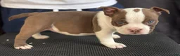 American Bully dogs for sale: American Bully 6 - Ad 4