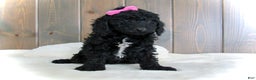 Mini Goldendoodle dogs for sale: Bella - Ad 8