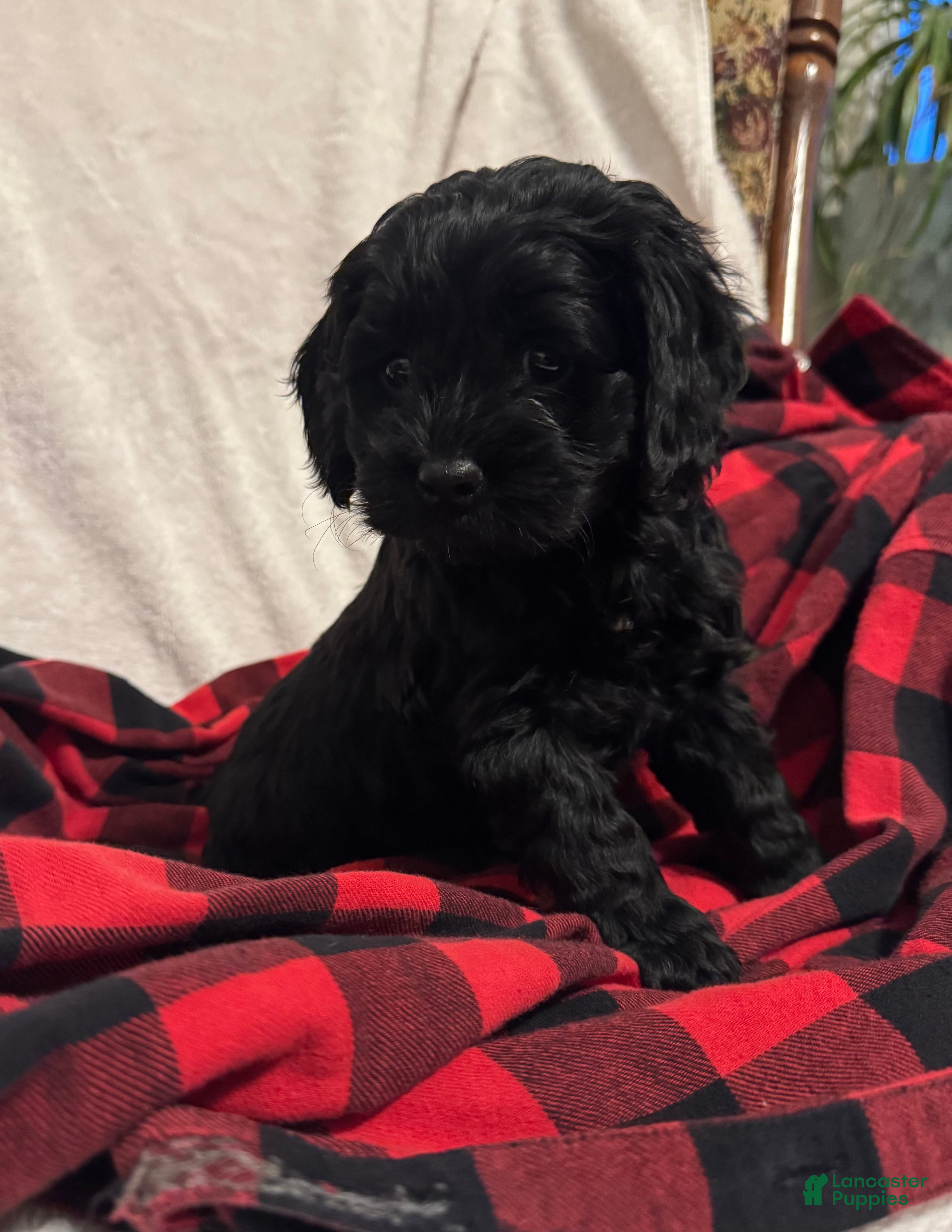Cockapoo dogs Pixie  - Ad 2