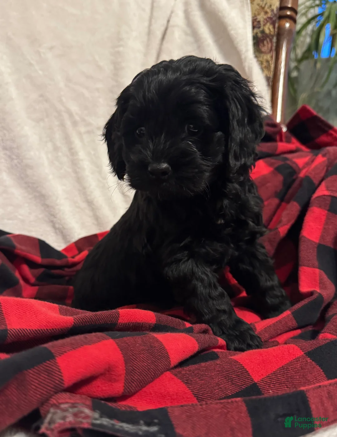 Cockapoo dogs for sale: Pixie  - Ad 2