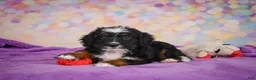 Mini Bernedoodle dogs for sale: Samantha - Ad 7