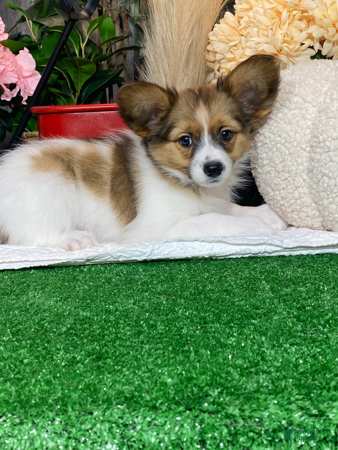 Papillon dogs for sale: Ricky  - Ad 5