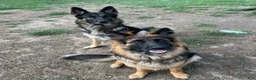 German Shepherd dogs for sale: Rocky (Red collar) - Ad 8