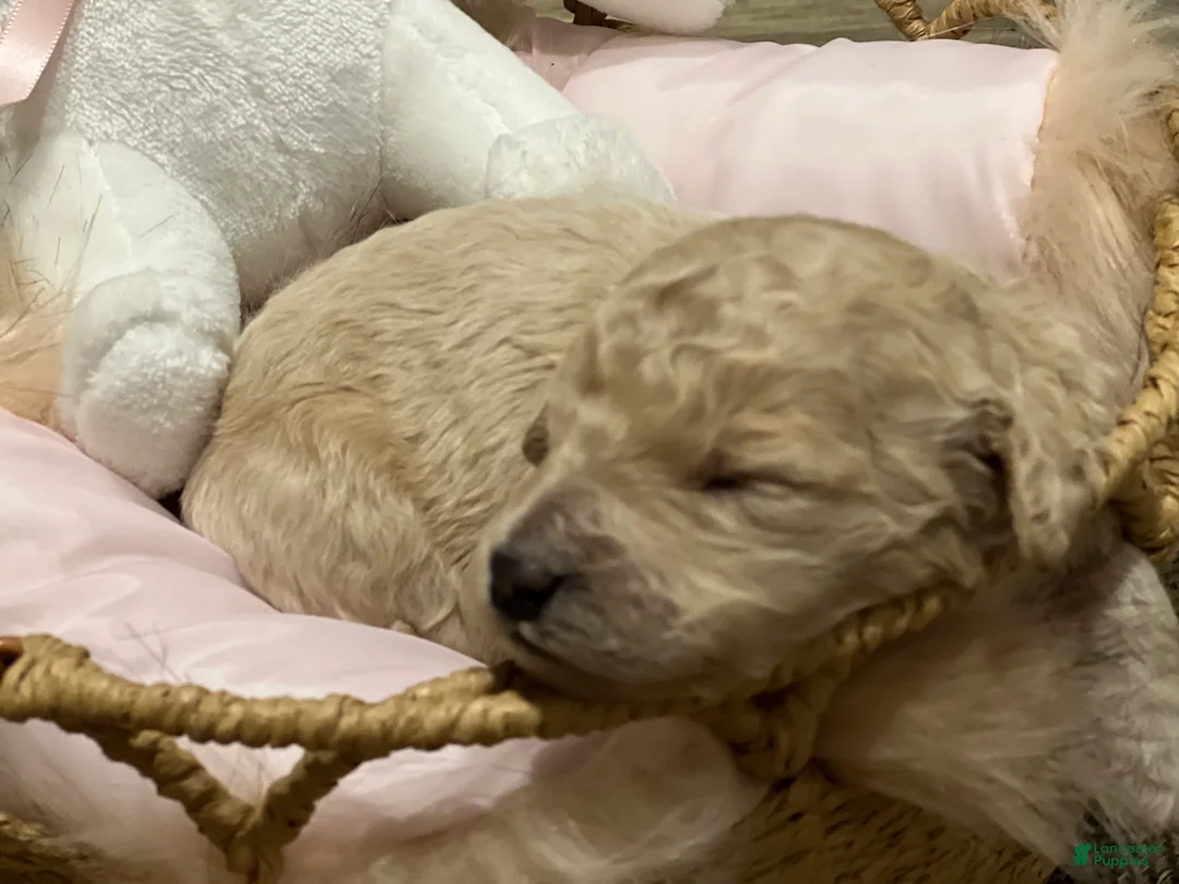 Goldendoodle dogs for sale: Nala female, hot pink collar - Ad 2