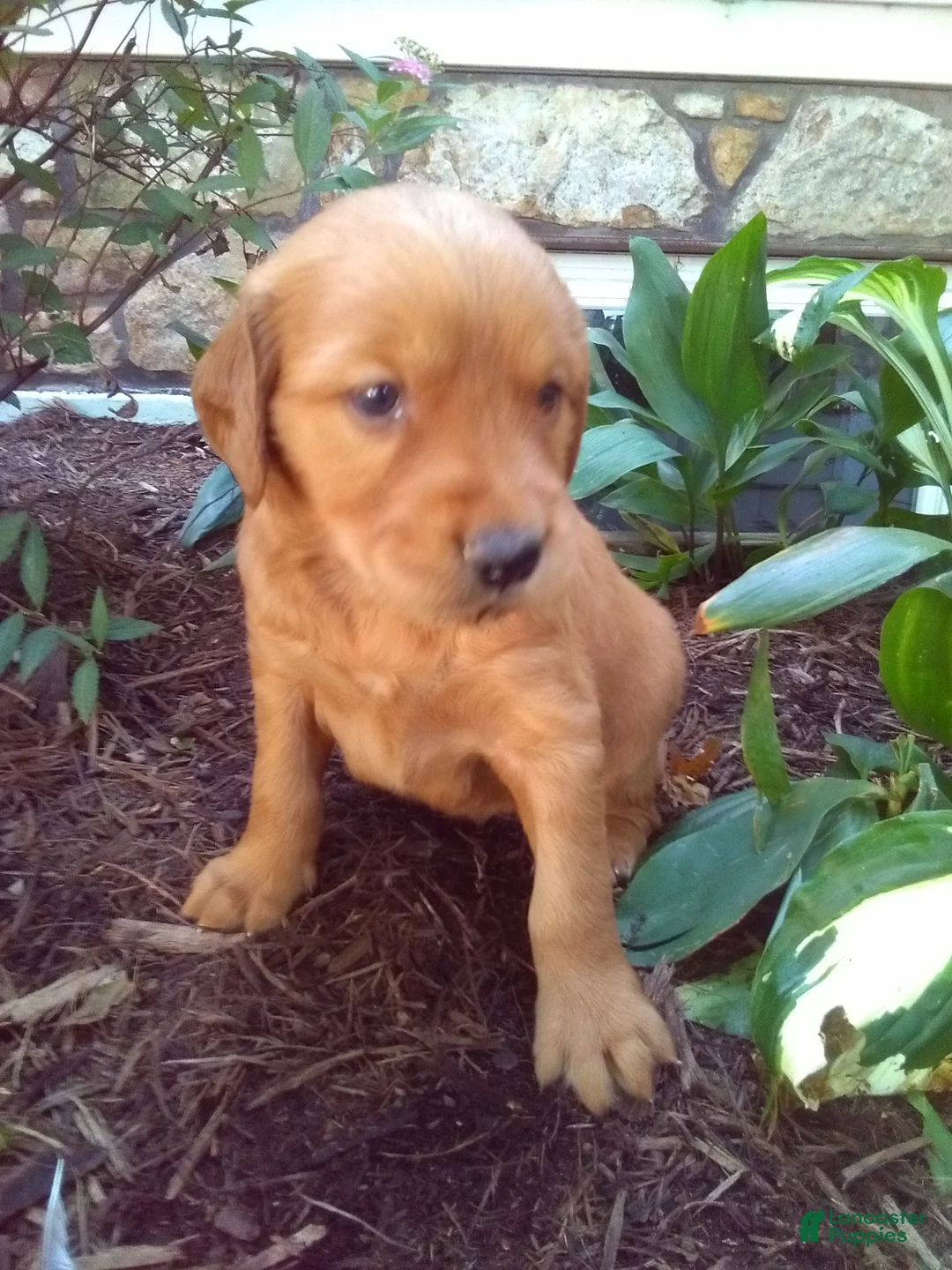 Mixed Breed dogs for sale: Victor - Ad 1