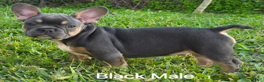 AKC French Bulldog 🖤 Bruno 