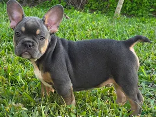 French Bulldog dogs AKC French Bulldog 🖤 Bruno - Ad 37