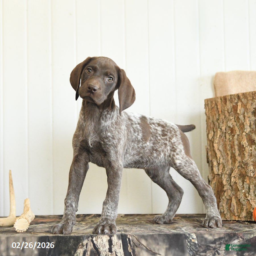 German Shorthaired Pointer dogs Dreamer - Ad 1